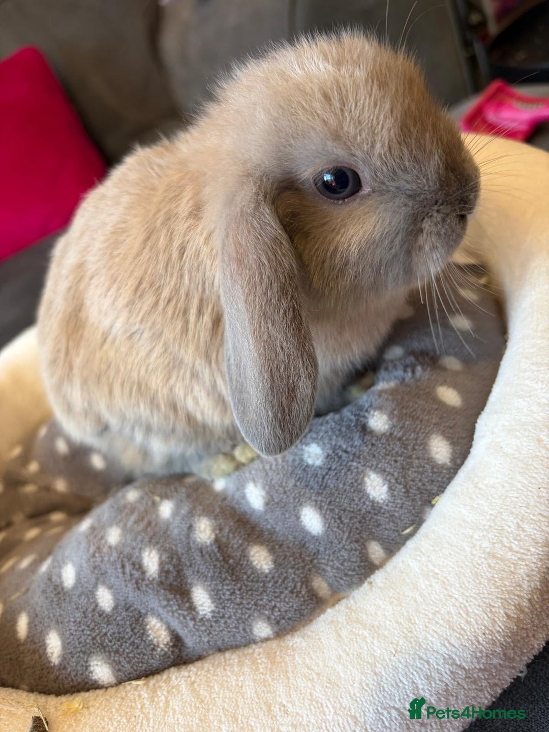 Lionhead rabbits for sale: Beautiful Lionhead/Mixed breed baby rabbits  - Image 12