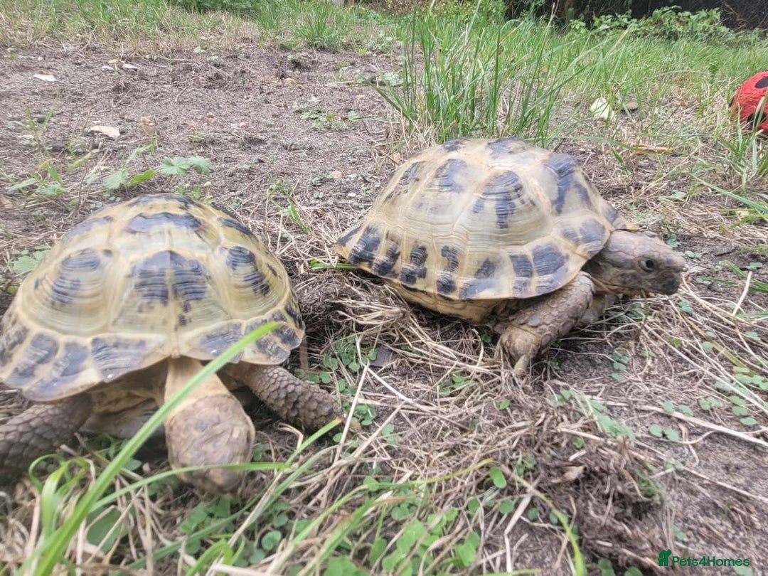 Tortoise reptiles for sale: Horsefield tortoise and hutch - Image 3