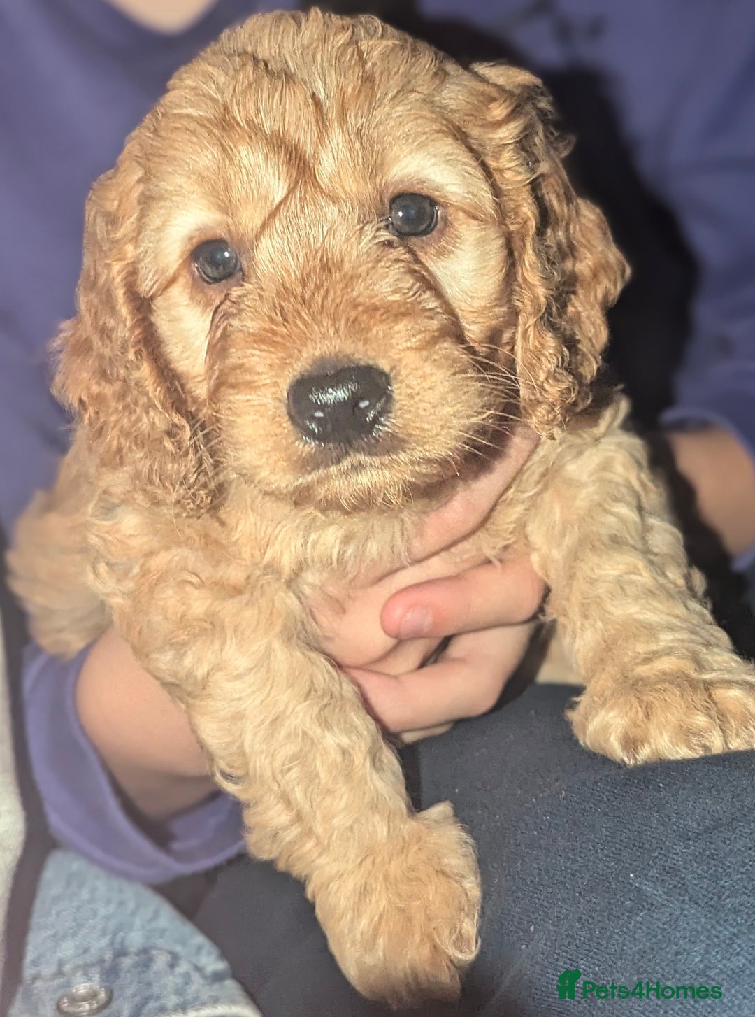 Cockapoo dogs for sale: F1 Apricot male cockapoo (stunning) - Advert 9