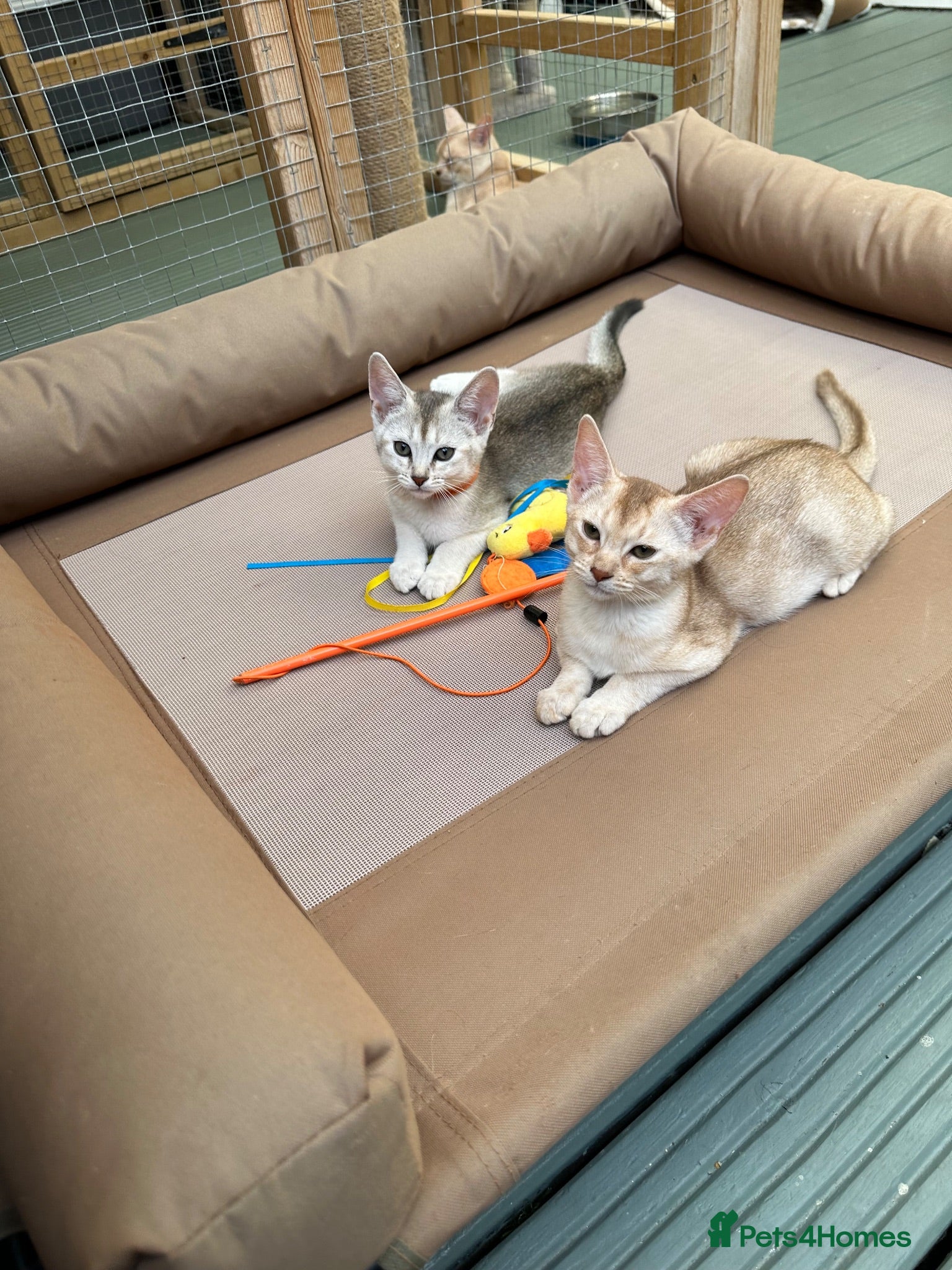 Abyssinian cats Silver Abyssinian kittens  - Advert 14