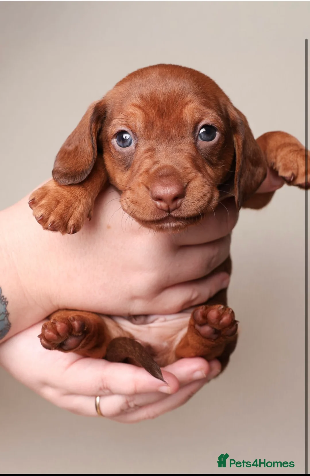 Dachshund dogs for sale: Dachshund choc-based-red puppies available now!! - Advert 27