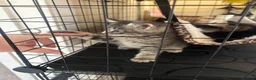 Mixed Breed cats for sale: Grey boy - Advert 3