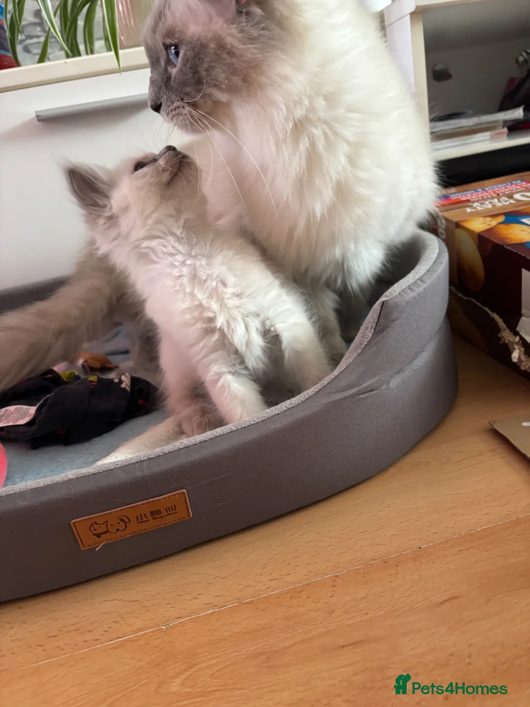 Ragdoll cats for sale: 3 beautiful ragdoll girls kittens  - Advert 6