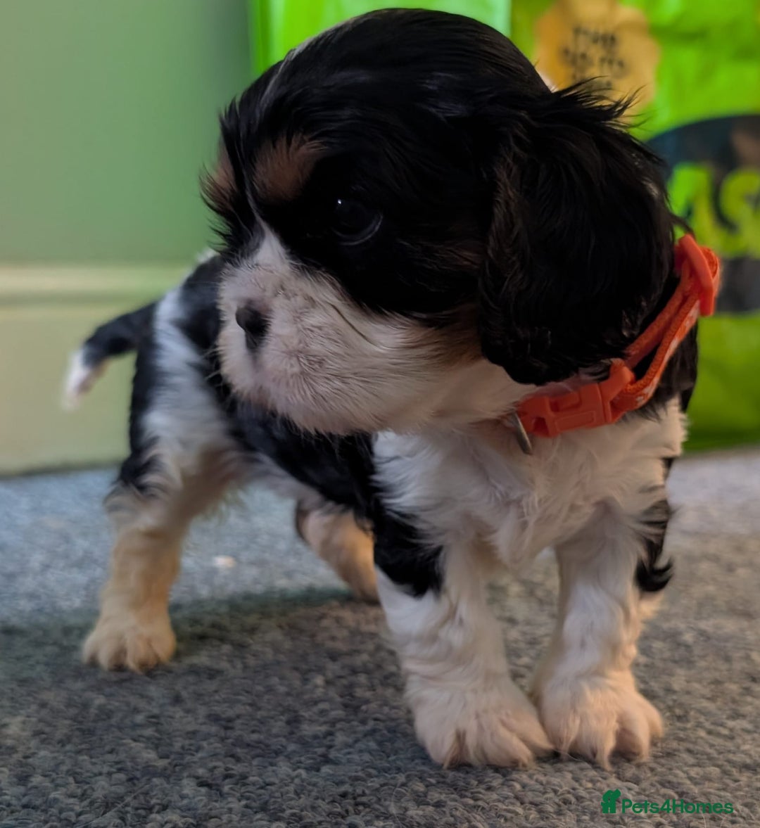 Cavalier King Charles Spaniel dogs for sale: KC Health Tested Cavalier King Charles Puppy  - Image 4