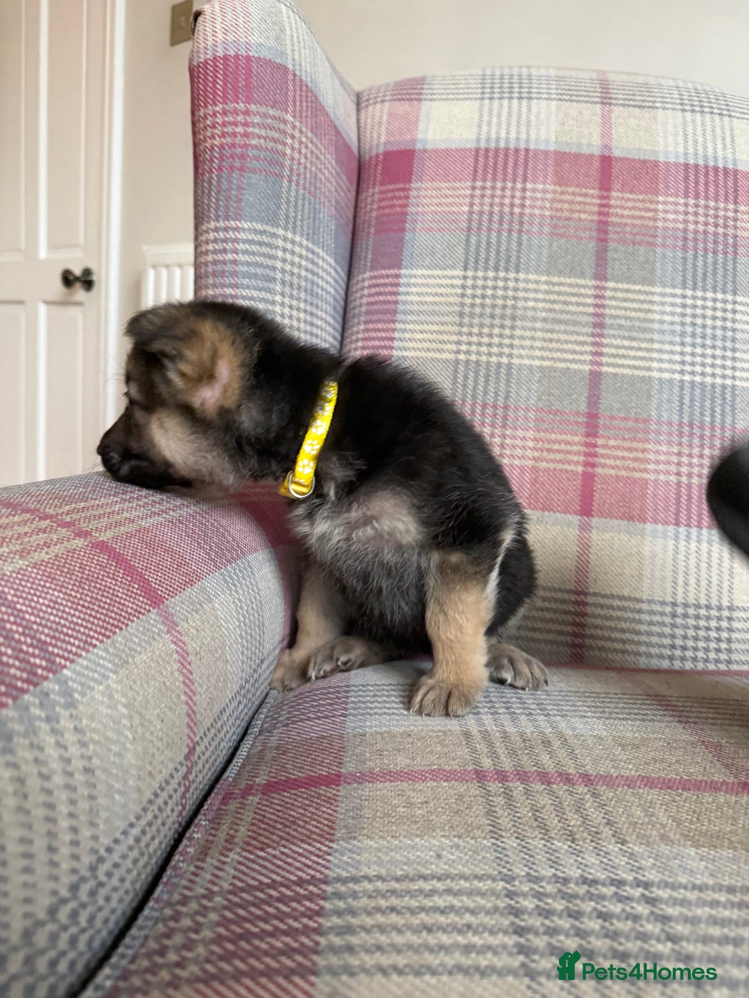 German Shepherd dogs for sale: Stunning German Shepherd Puppies - Advert 16