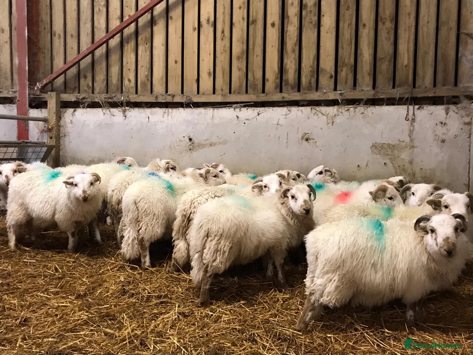 Sheep livestock 20 welsh ram lambs  - Advert 10