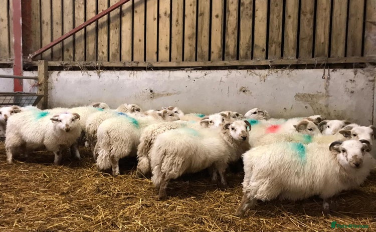 Sheep livestock 20 welsh ram lambs  - Advert 1