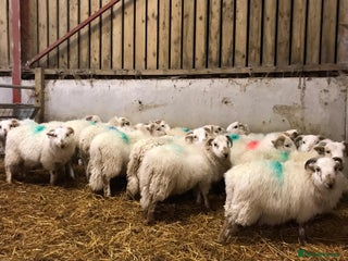 Sheep livestock 20 welsh ram lambs - Advert 1