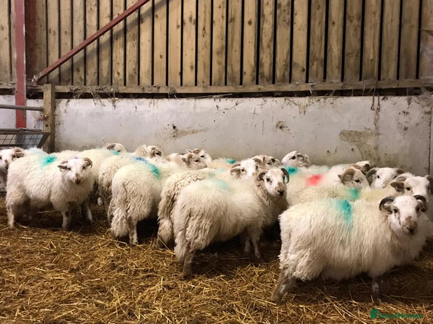 Sheep livestock 20 welsh ram lambs - Advert 1