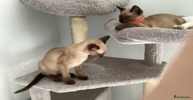 Tonkinese cats - Advert 14
