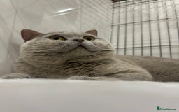 British Shorthair cats for stud: GCCF Champion Active Lilac Male for Stud Services  - Image 2