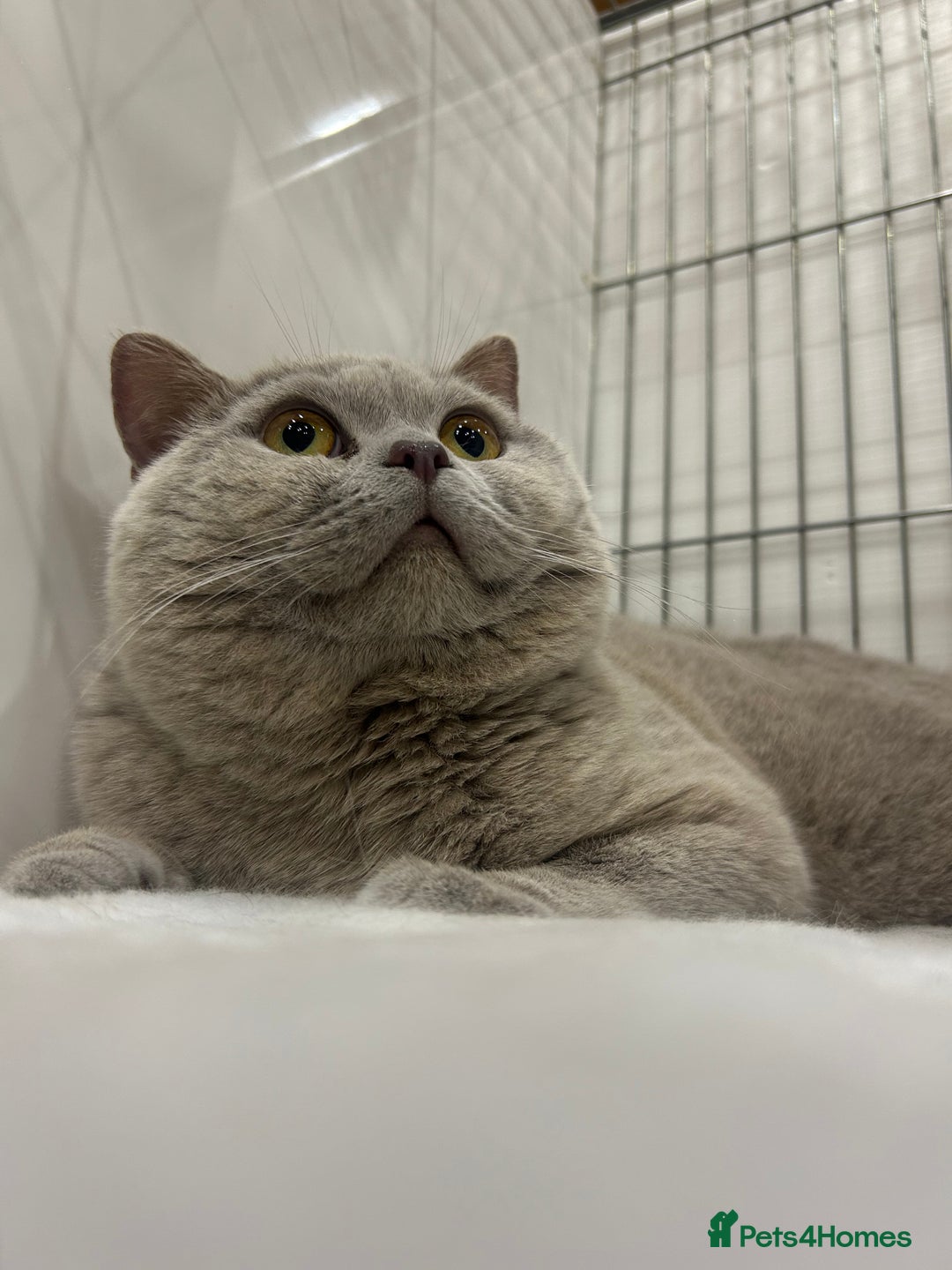 British Shorthair cats for stud: GCCF Champion Active Lilac Male for Stud Services  - Image 2