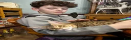 Savannah cats for sale: Savannah F4 girls - Advert 11