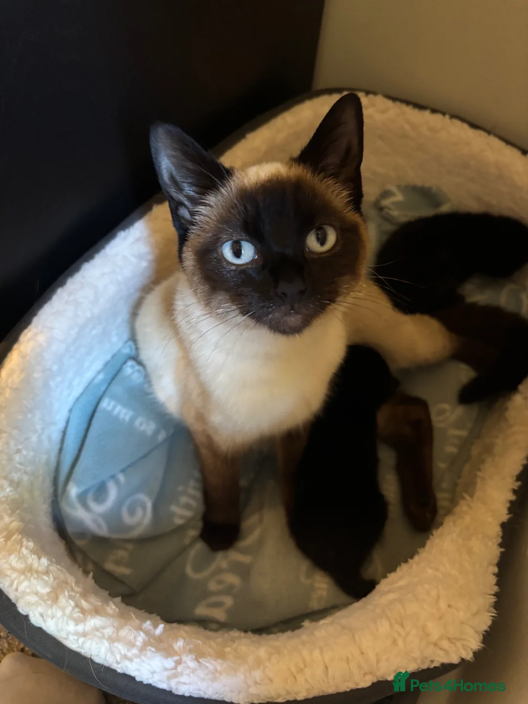 Mixed Breed cats for sale: Black female kitten in Sidmouth - Advert 6