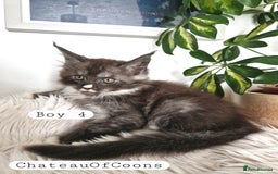 Maine Coon cats for sale: Stunning Black Smoke Registred Maine Coon Kittens - Image 18