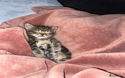 European cats for sale: Little Tabby Boy Looking for His Forever Home❤️ - Advert 6