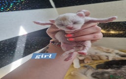 Maine Coon cats for sale: Maincoon kittens - Image 11