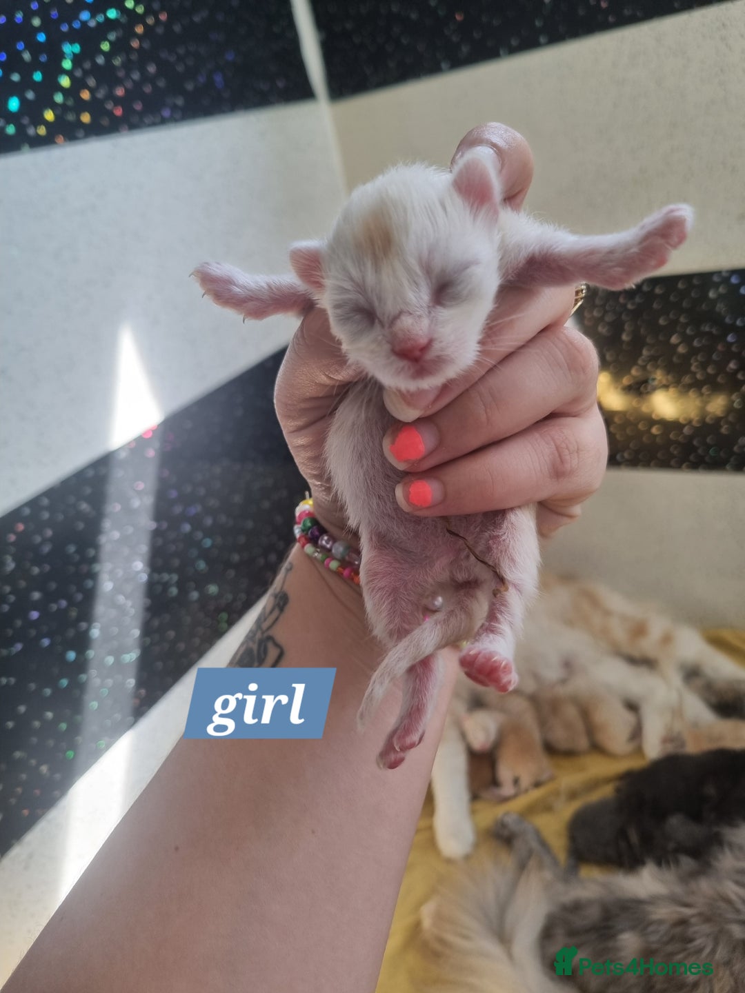 Maine Coon cats for sale: Maincoon kittens - Image 11