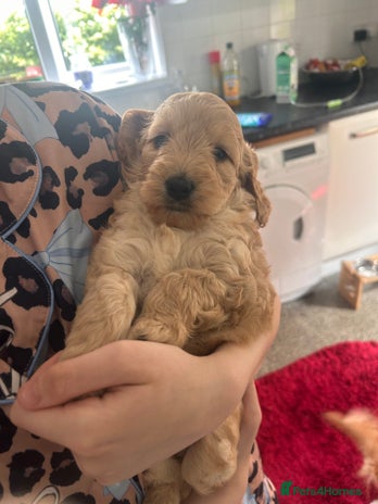 Cockapoo dogs - Advert 14