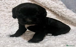 Cocker Spaniel dogs for sale: Fully health tested KC reg working Cocker Spaniels - Image 18