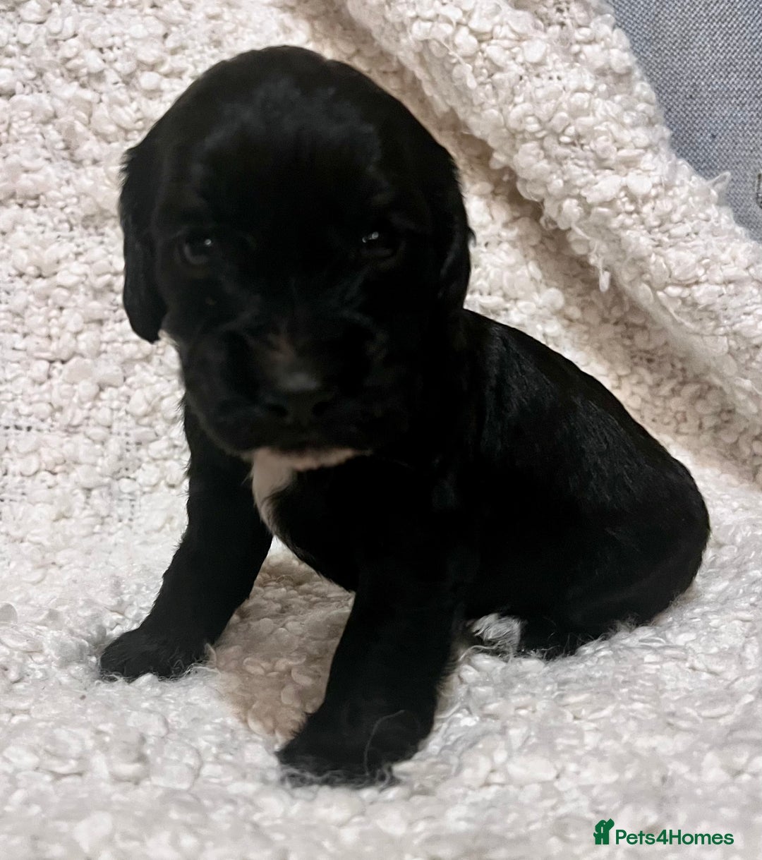 Cocker Spaniel dogs for sale: Fully health tested KC reg working Cocker Spaniels - Image 18