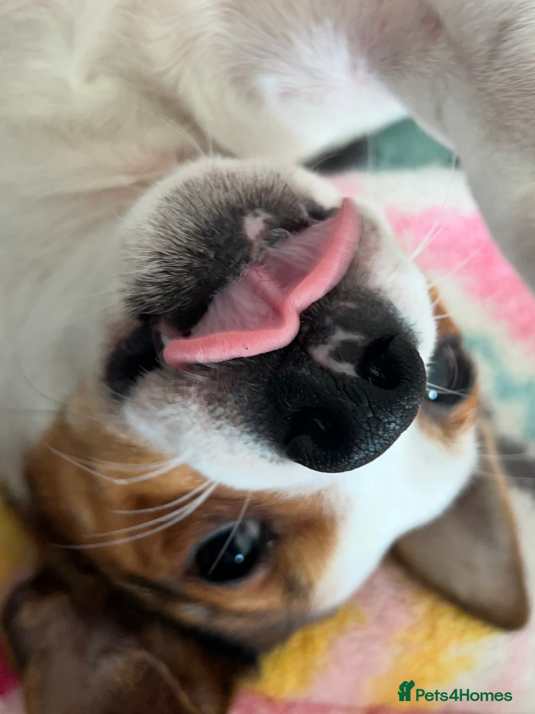 Jack Russell dogs for sale: Stunning Miniature Jack Russell Puppies!!! - Image 22