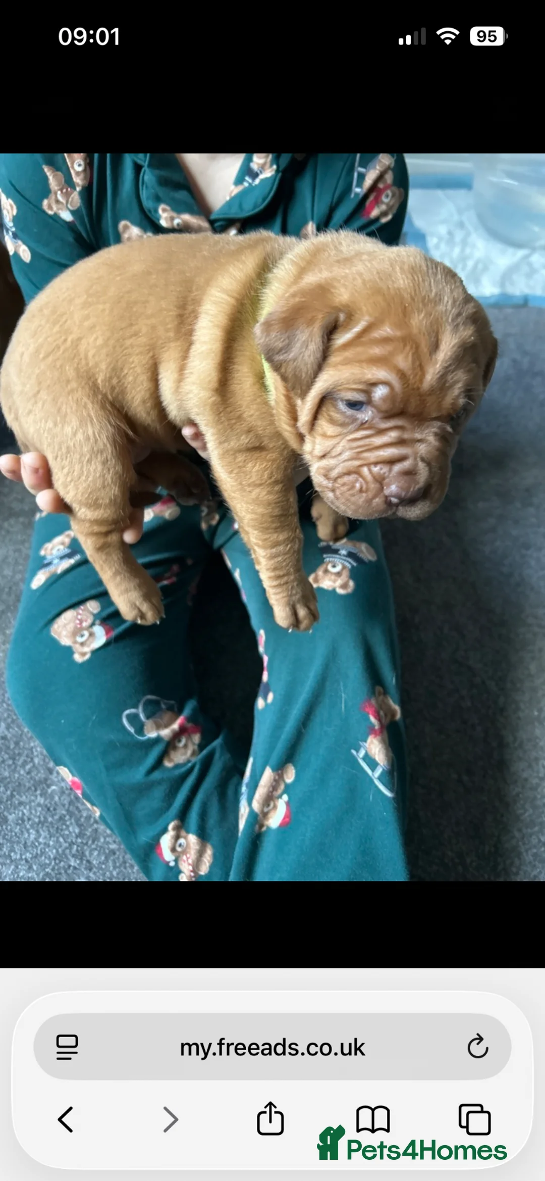 Dogue De Bordeaux dogs for sale: 4 DDB puppies in Birmingham - Advert 6