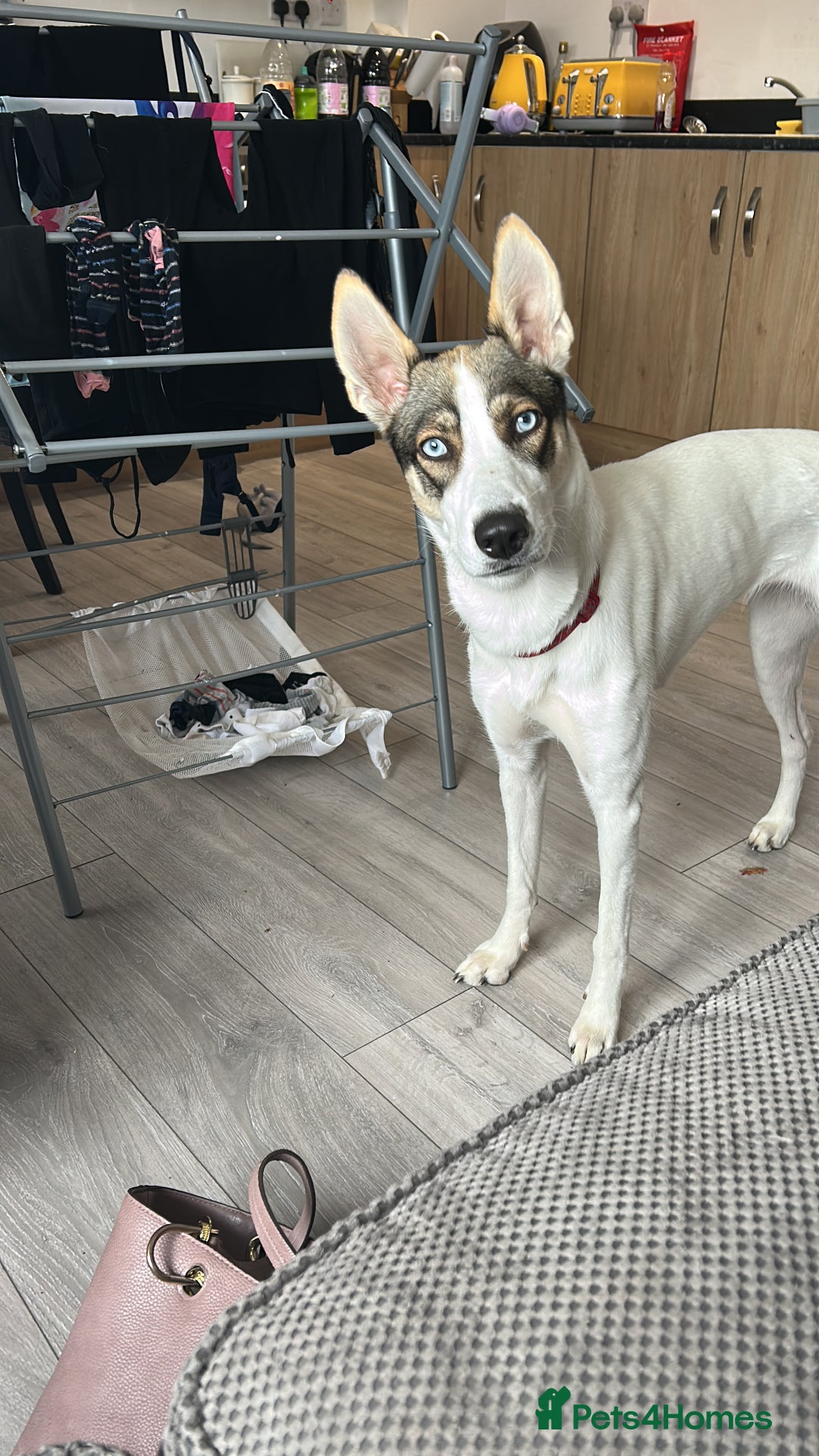 Mixed Breed dogs for sale: Lovable dog for sale - Advert 2