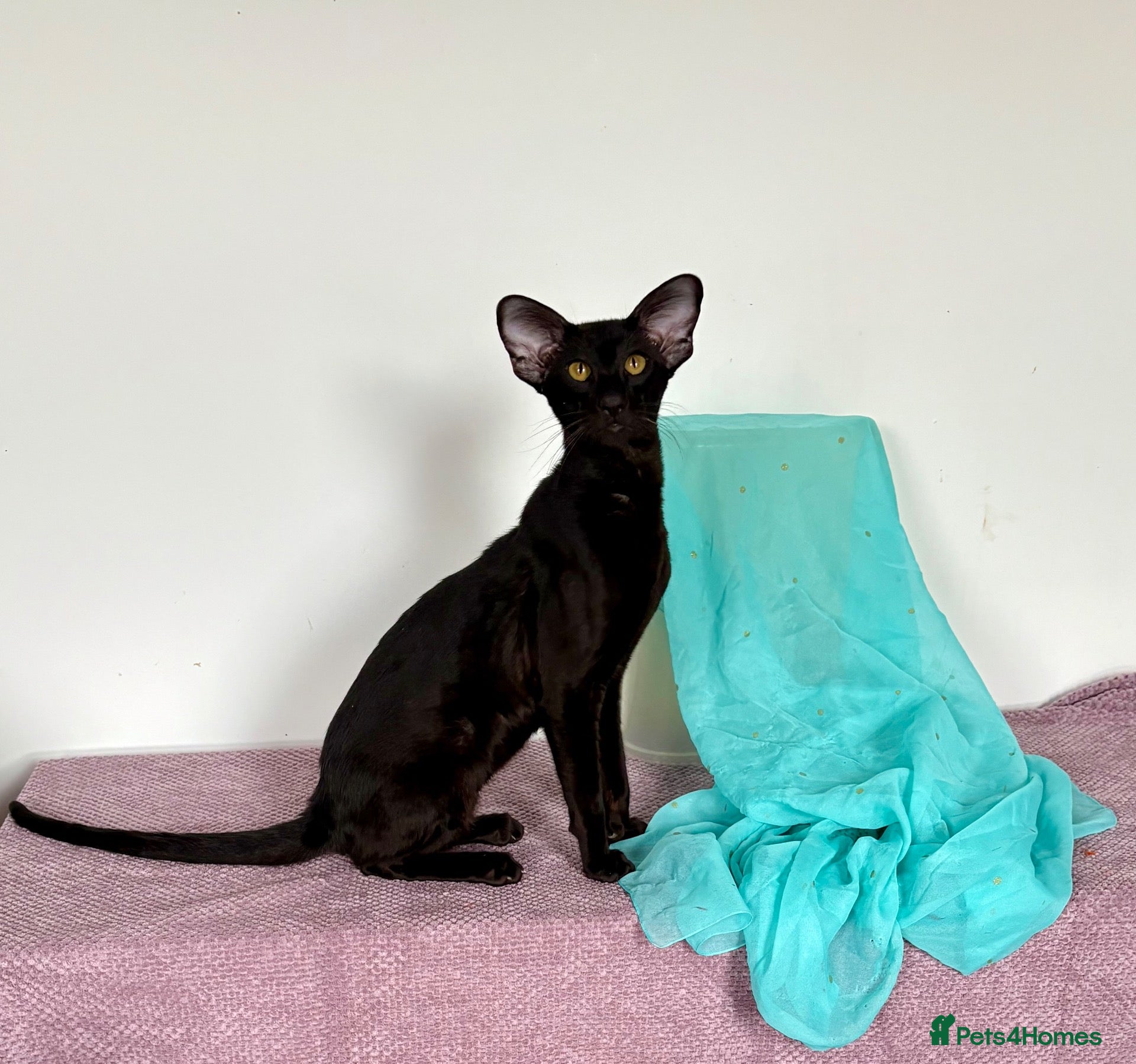 Oriental cats Black Oriental Male - Advert 3