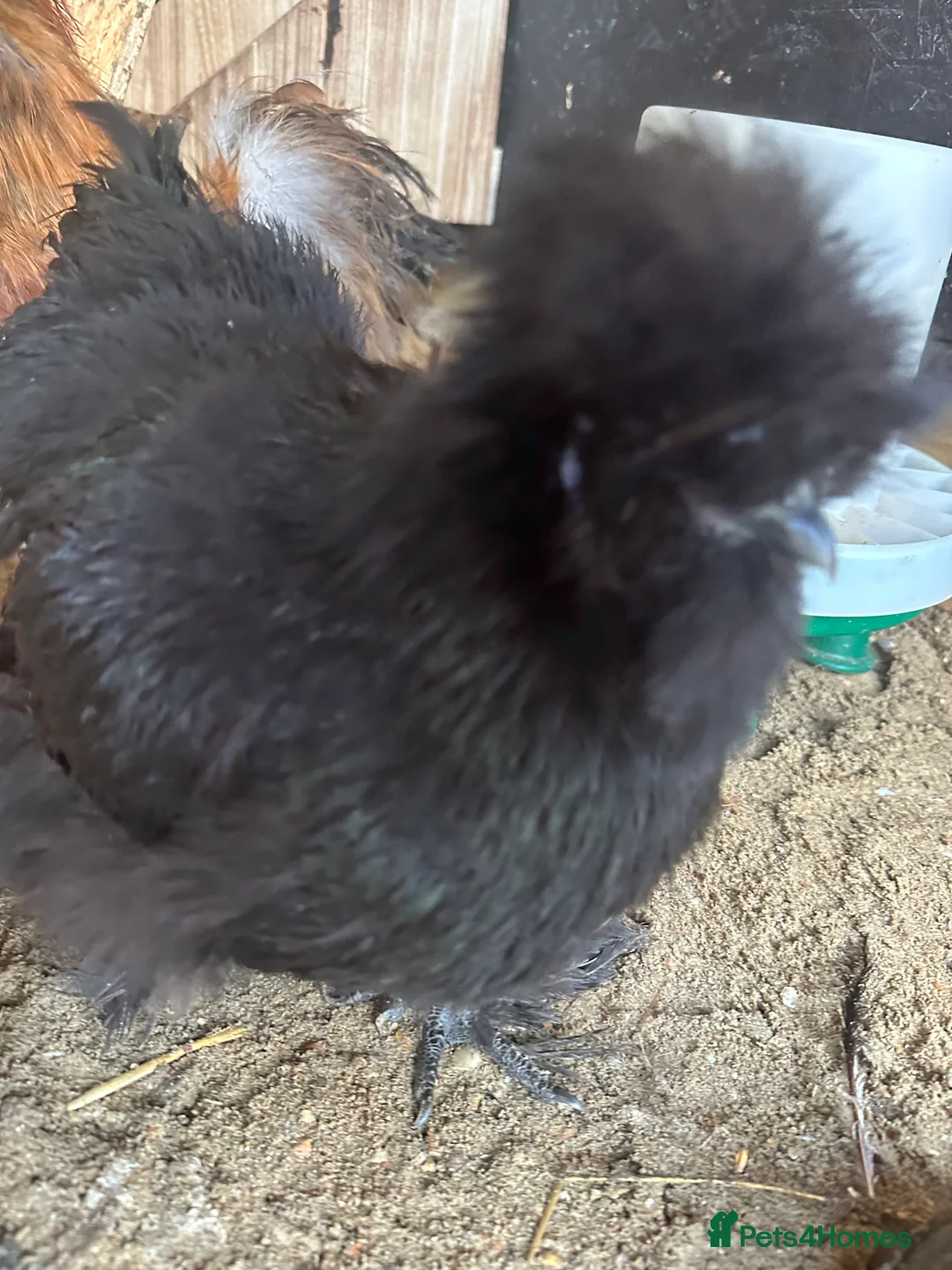 Chickens poultry for sale: Brahma ,silkie ,easter egger,pure and mixed breed - Advert 9