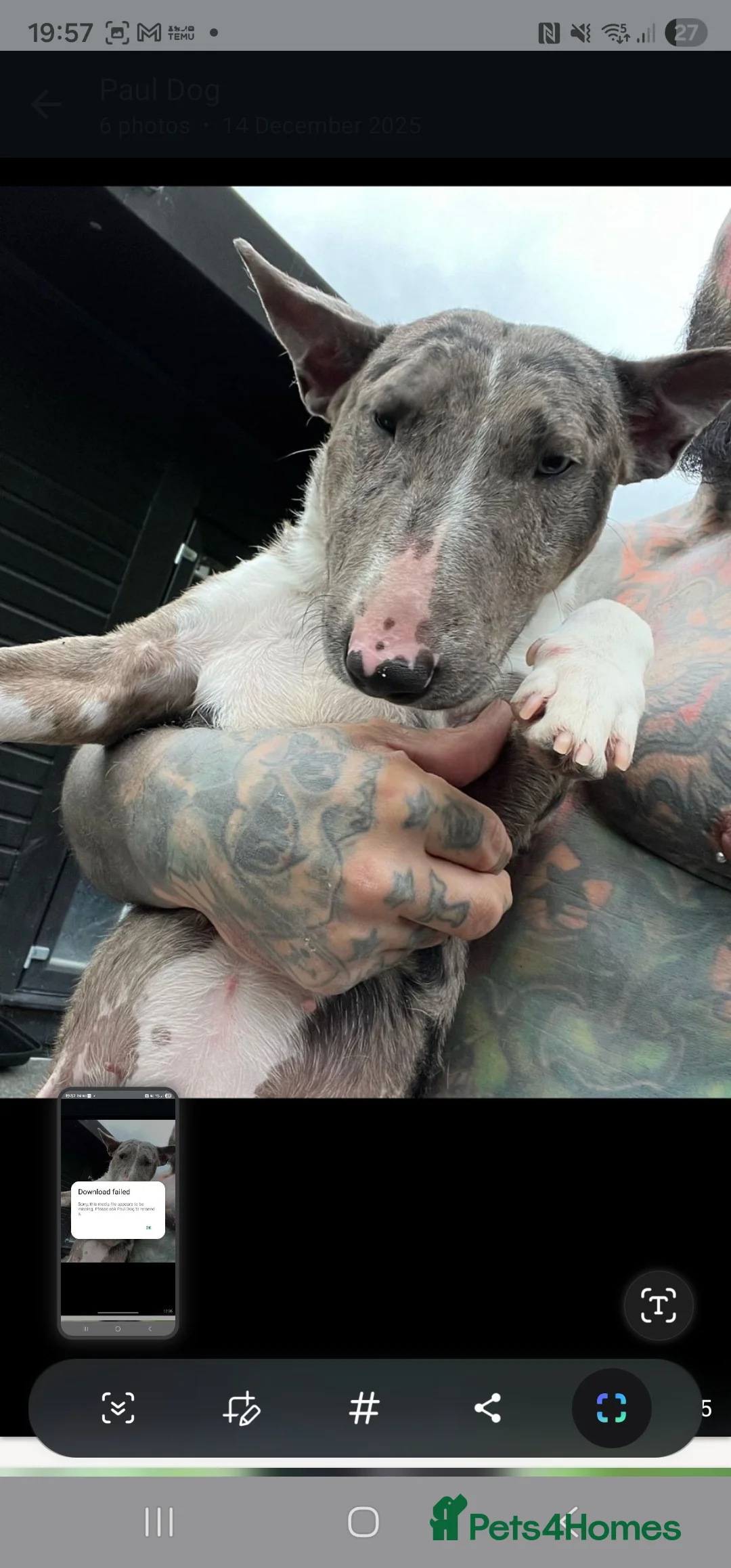 Miniature Bull terrier dogs for sale: Merle miniature english bull terrier  - Advert 12