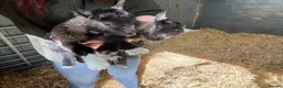 Goats livestock for sale: Purebred Pygmy goat kids  - Advert 16