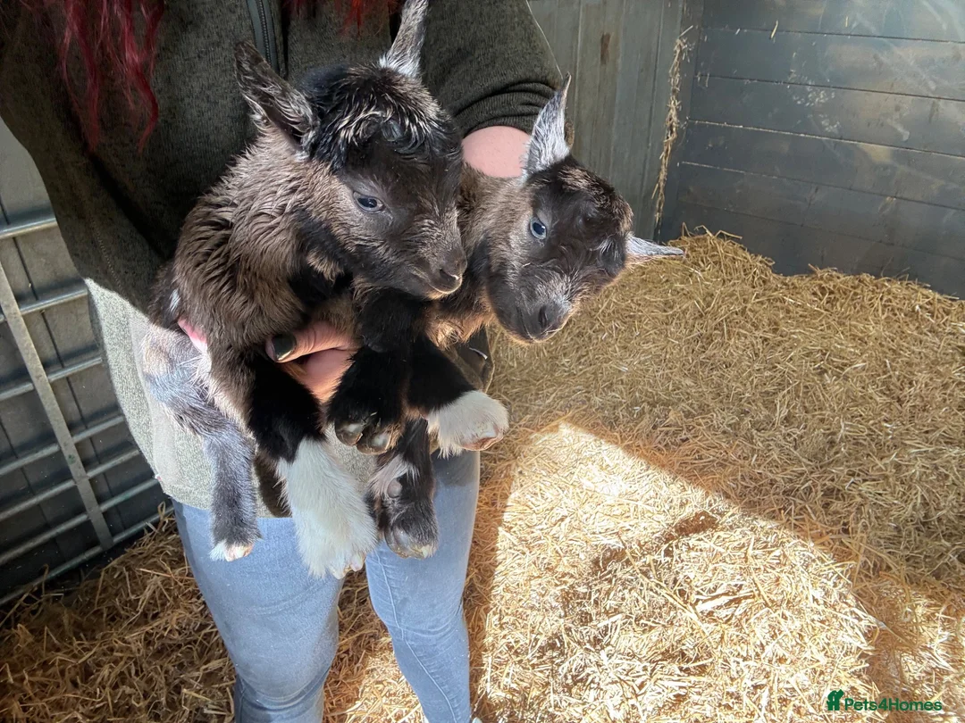 Goats livestock for sale: Purebred Pygmy goat kids  - Advert 16
