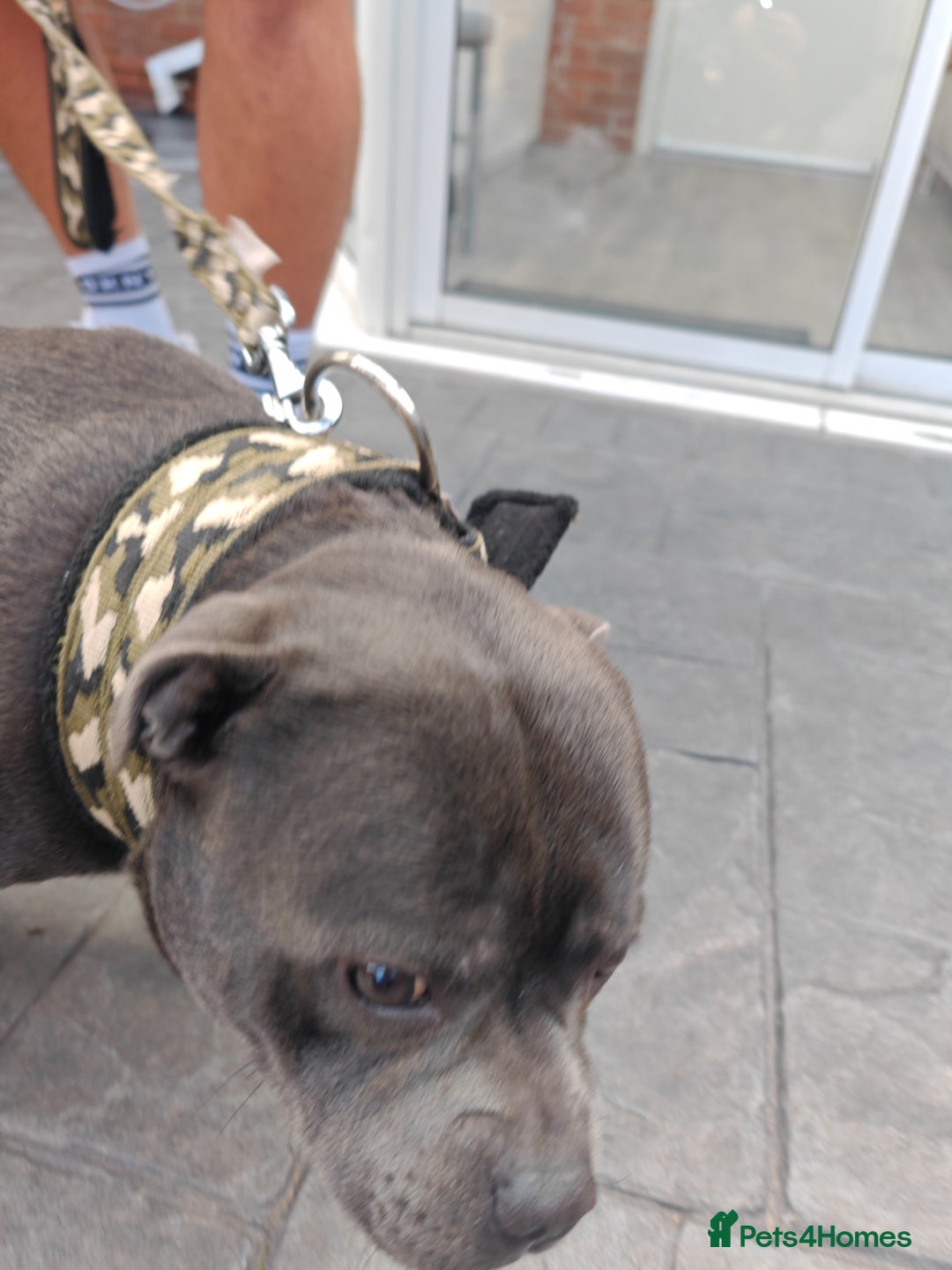 Staffordshire Bull Terrier dogs for sale: Blue chunky Staffordshire pups - Advert 11