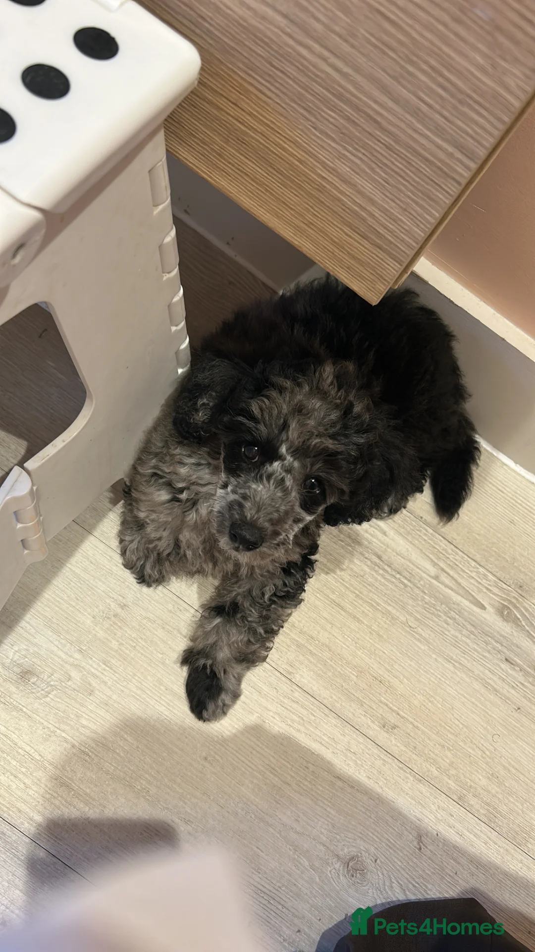 Toy Poodle dogs for sale: Toy poodle for sale  in Colchester - Advert 2