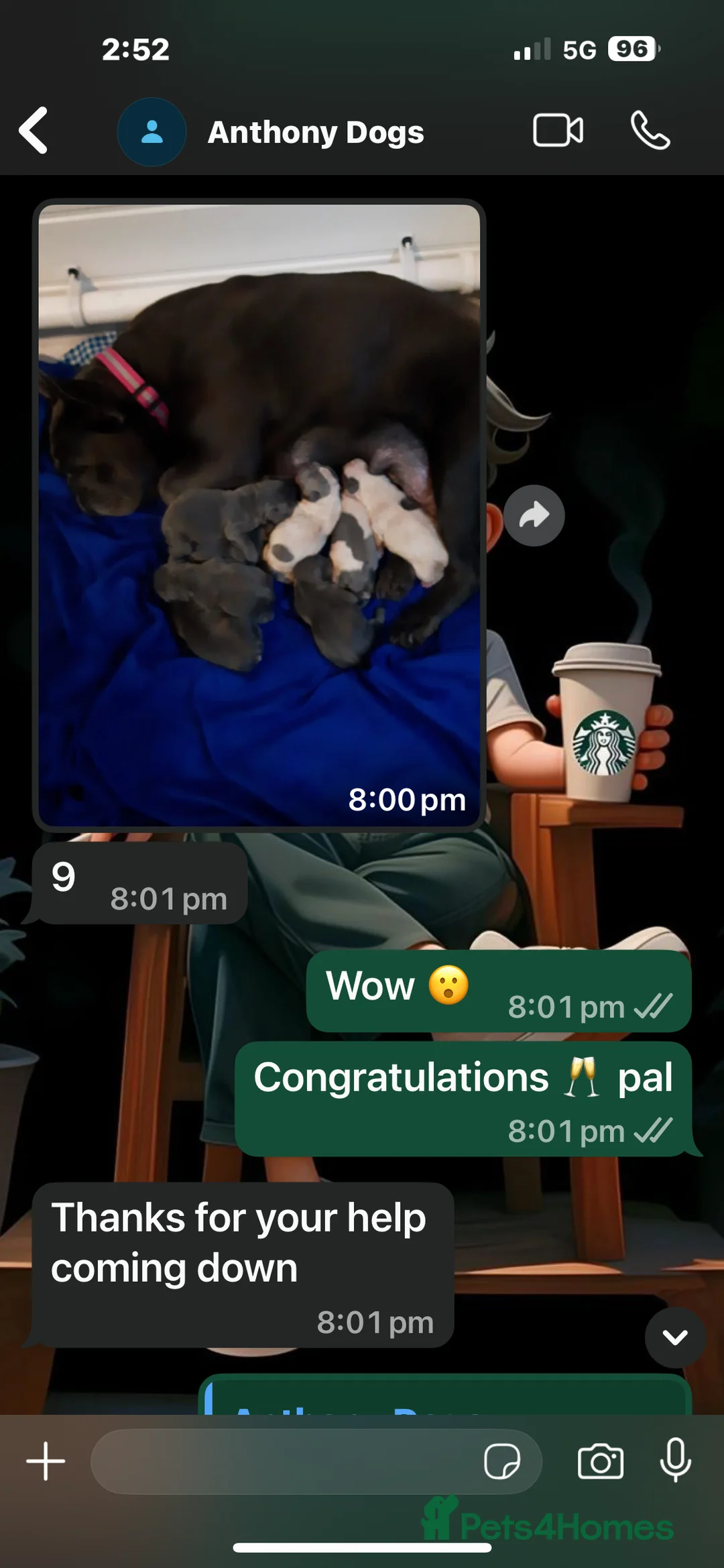 French Bulldog dogs for stud: Hector Starfex in Leigh - Advert 36