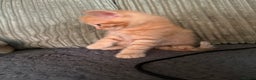 Maine Coon cats for sale: Ginger kittens - Advert 12