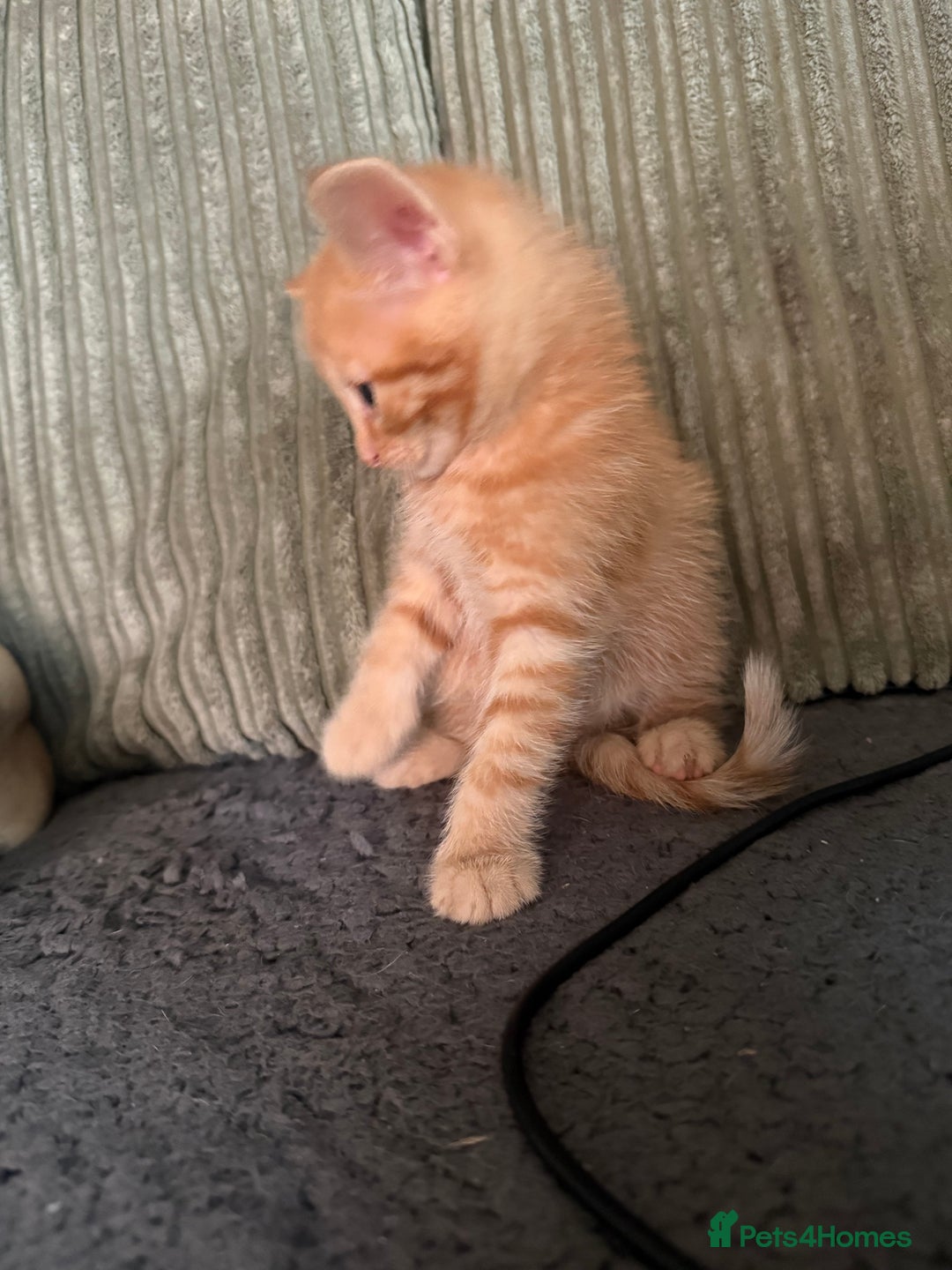 Maine Coon cats for sale: Ginger kittens - Advert 12