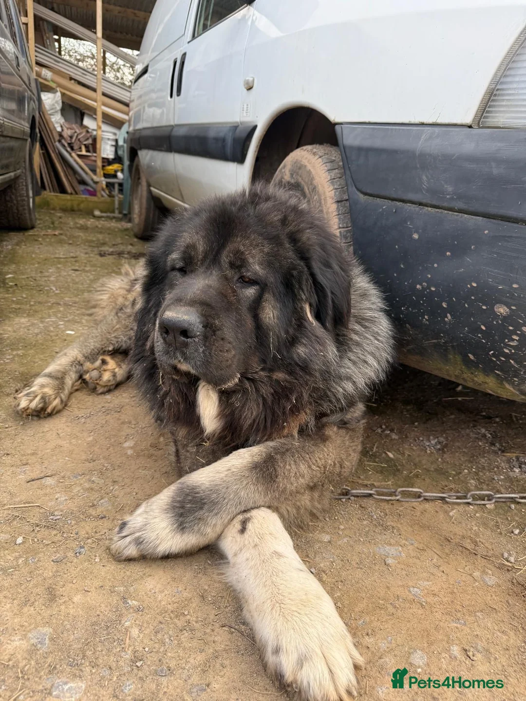 Caucasian Shepherd Dog dogs for sale: Caucasian shepherd 100% pure bread puppies  - Advert 18