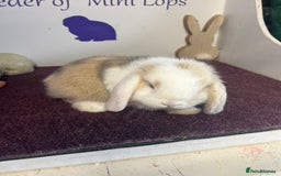 Mini Lop rabbits for sale: Beautiful litter of mixed mini lops  - Image 11