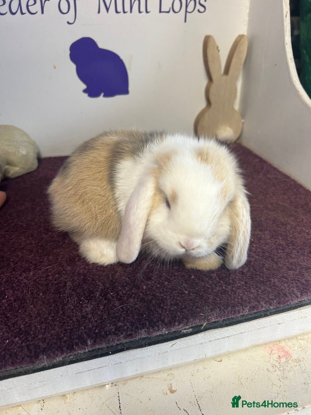 Mini Lop rabbits for sale: Beautiful litter of mixed mini lops  - Image 11