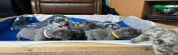 French Bulldog dogs for sale: French Bulldog Puppies - Advert 19