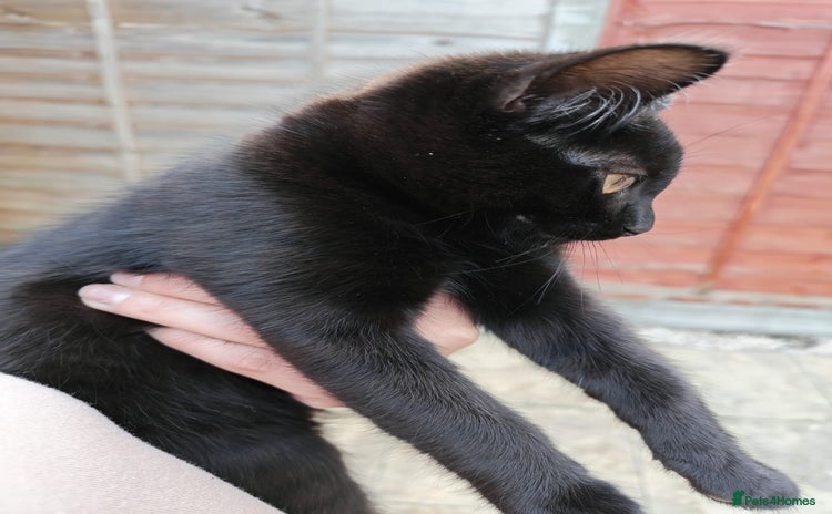 Turkish Angora cats - Advert 6