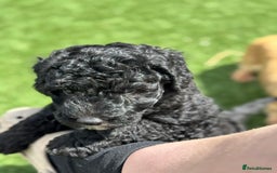 Sheepadoodle dogs for sale: Miniature Sheepadoodles (F1) - Image 31