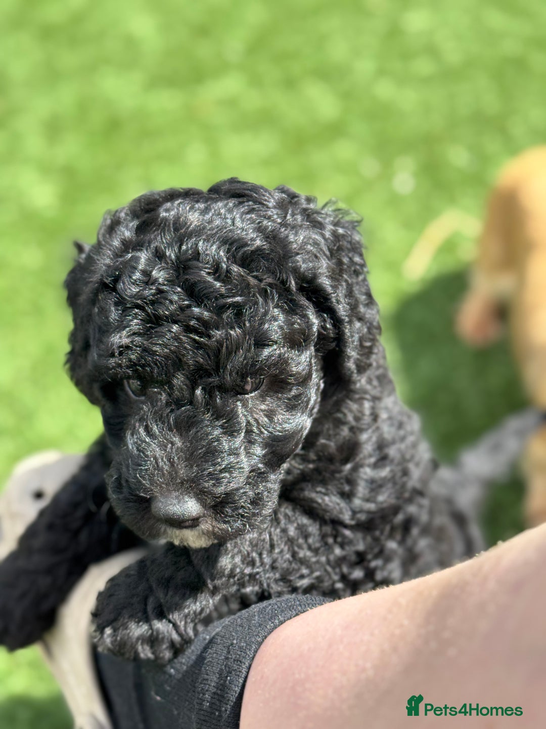 Sheepadoodle dogs for sale: Miniature Sheepadoodles (F1) - Image 31