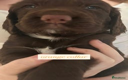 Sprocker dogs for sale: Sprocker puppies. Ready to leave 10th October.  - Image 12