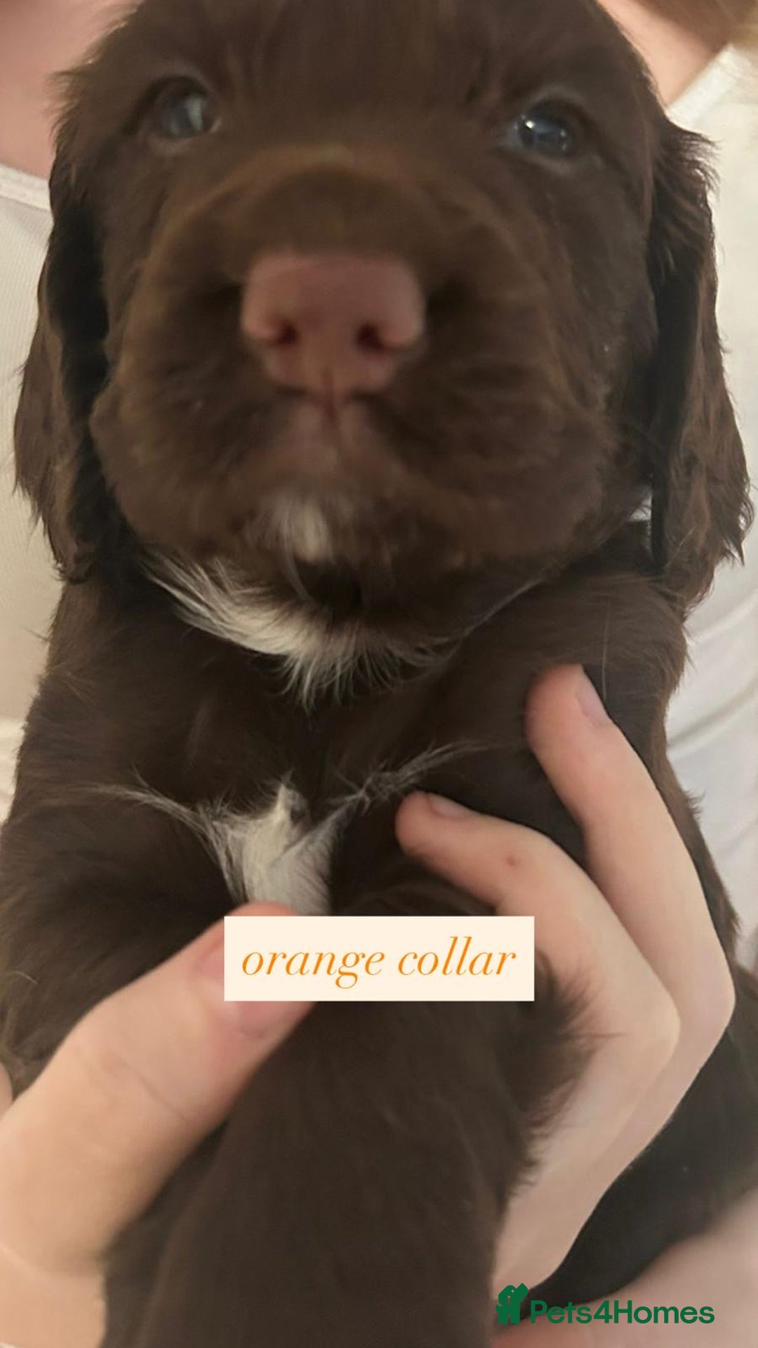 Sprocker dogs for sale: Sprocker puppies. Ready to leave 10th October.  - Image 12