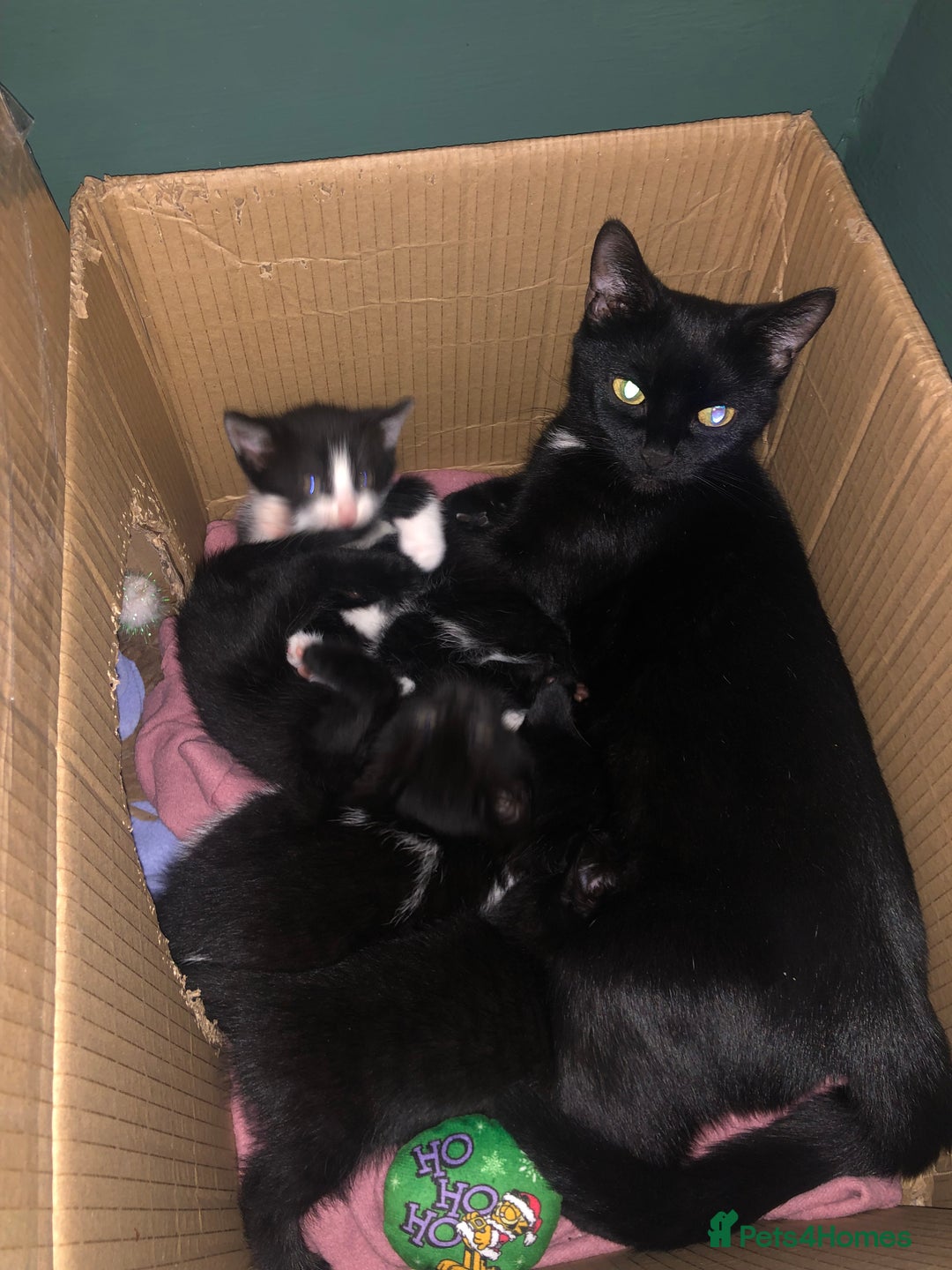 Mixed Breed cats for sale: Mixed kittens from healthy mother - Advert 2