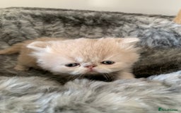 Persian cats for sale: *5 Generations Pedigree Persian Kittens - Image 11