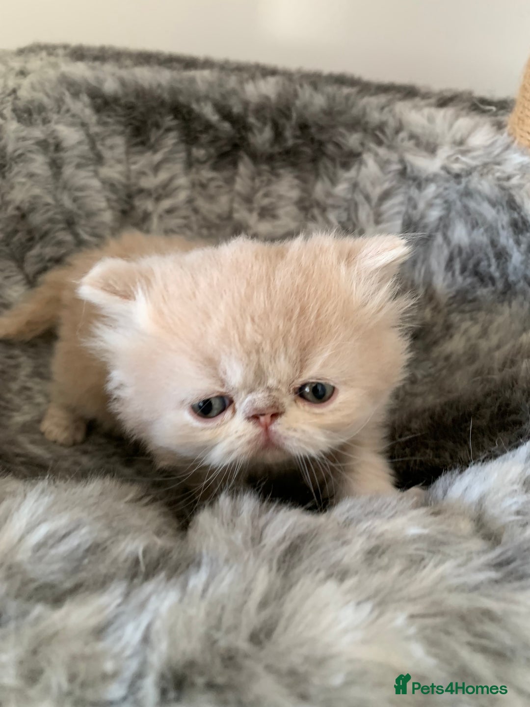 Persian cats for sale: *5 Generations Pedigree Persian Kittens - Image 11